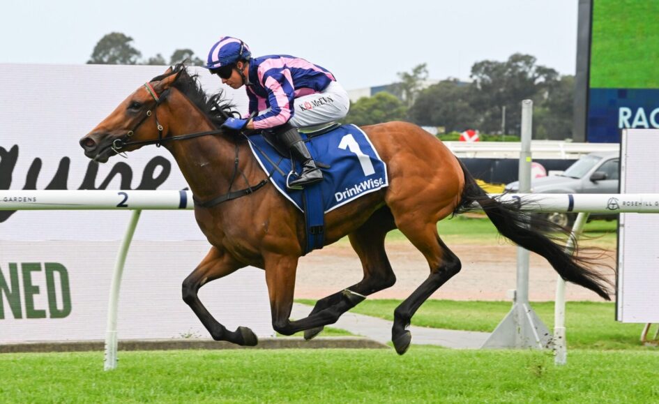 Brown horse and jockey in pink-and-blue silks jumping a hurdle at a racecourse