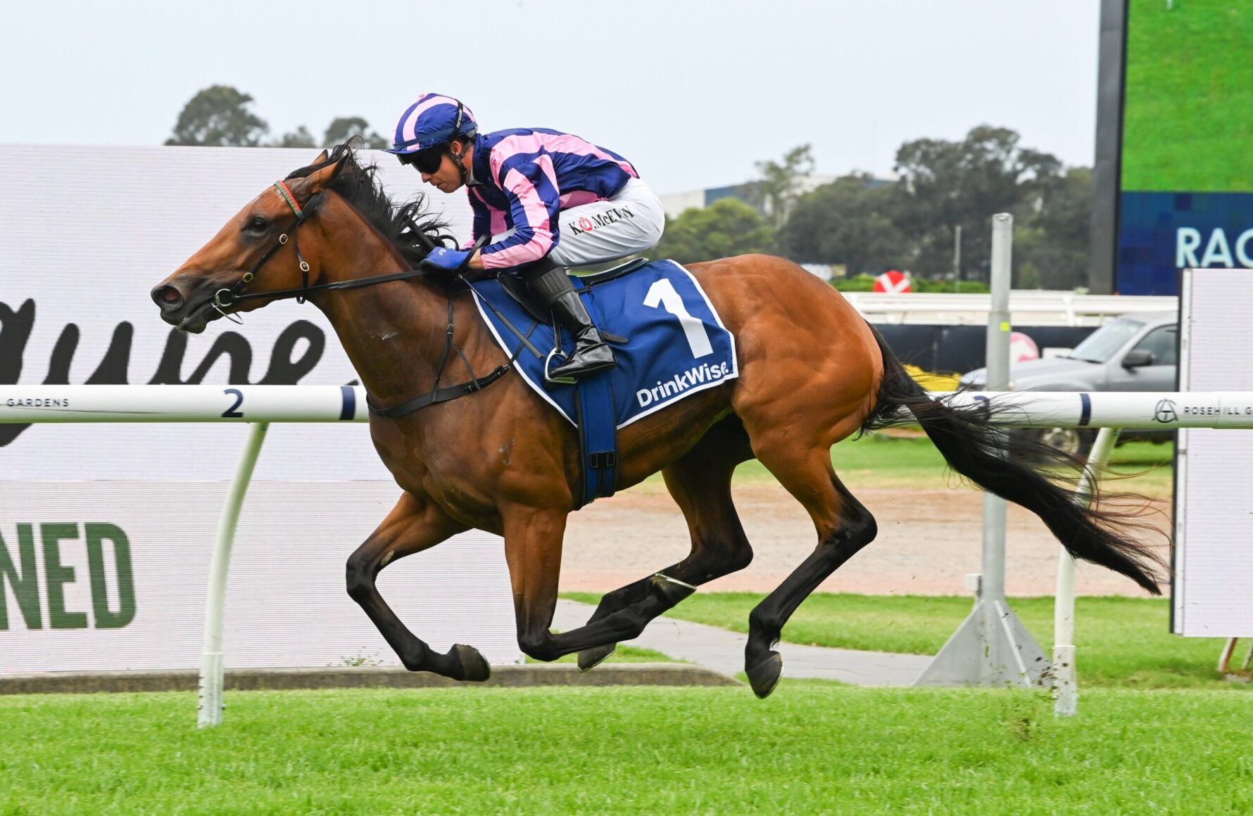 Brown horse and jockey in pink-and-blue silks jumping a hurdle at a racecourse