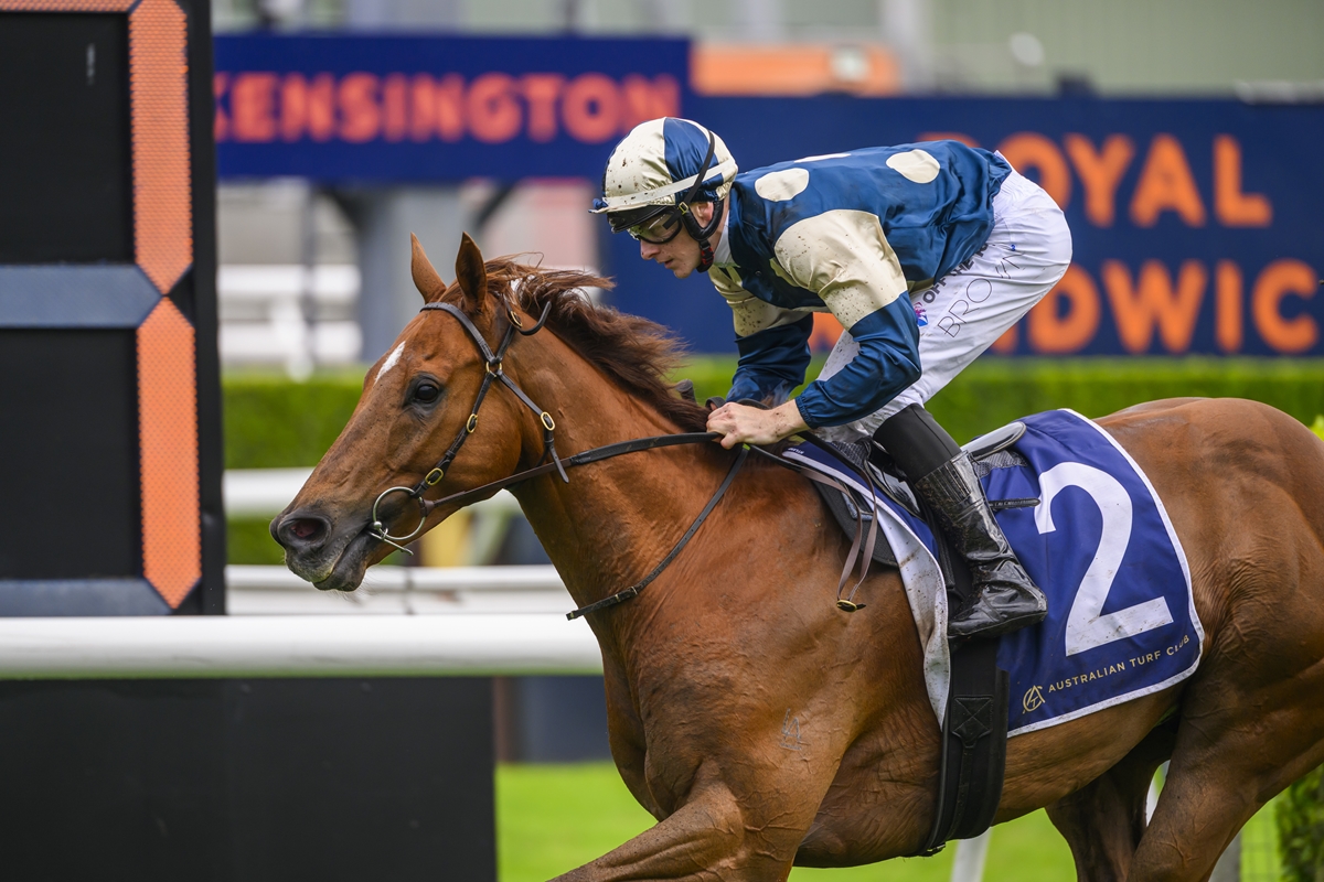 Jockey in blue-and-white silks leaning forward on a brown horse during a race with sponsor signage in the background.
