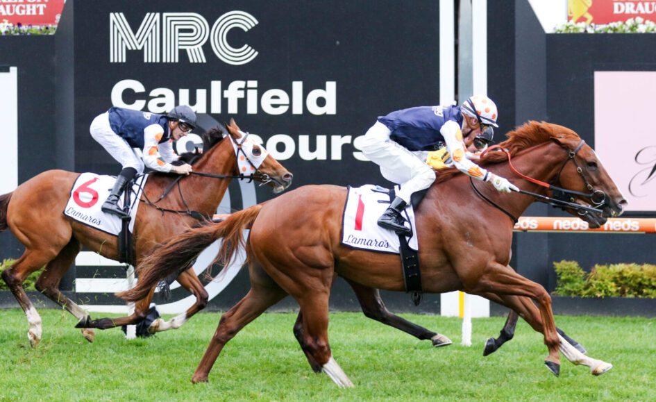 Two jockeys race chestnut horses on a turf track, close to the camera, with white saddlecloths numbered 1 and 6.