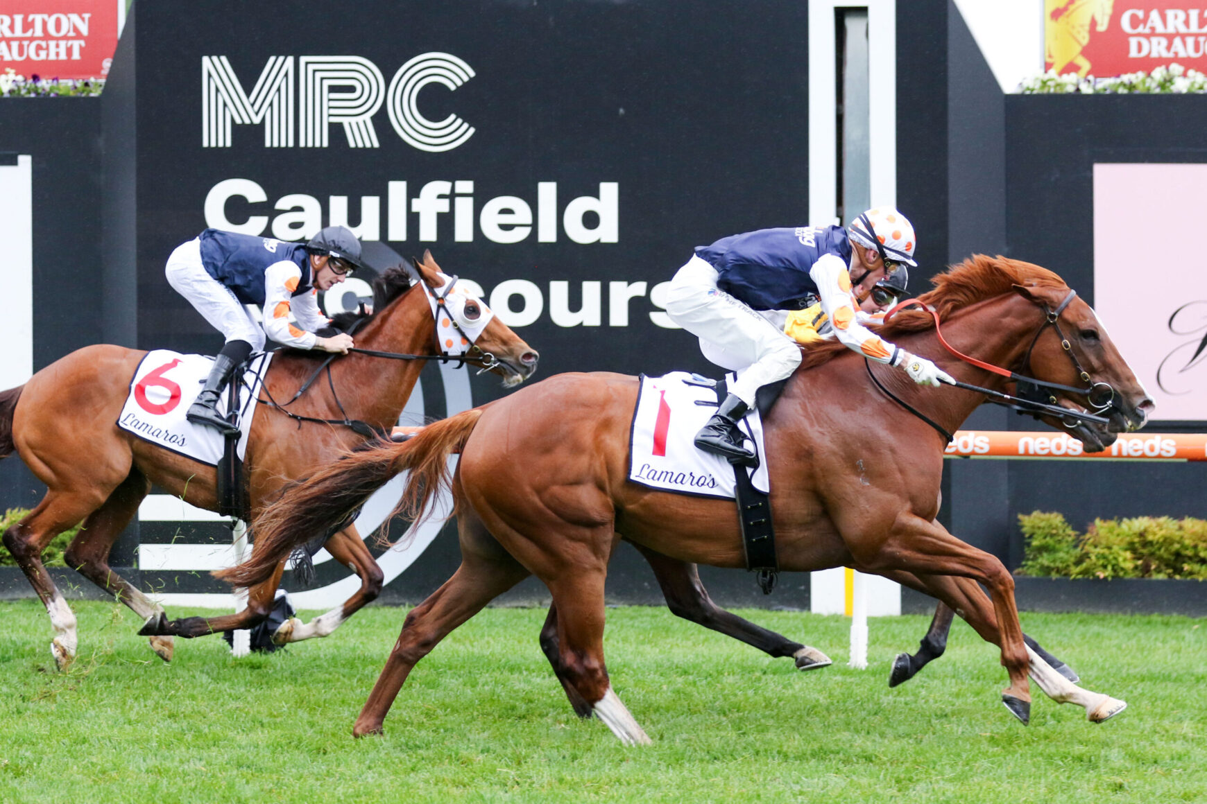 Two jockeys race chestnut horses on a turf track, close to the camera, with white saddlecloths numbered 1 and 6.