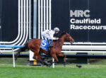 Jockey in white silks on a brown racehorse racing along the turf at Caulfield Racecourse with large signage in the background.