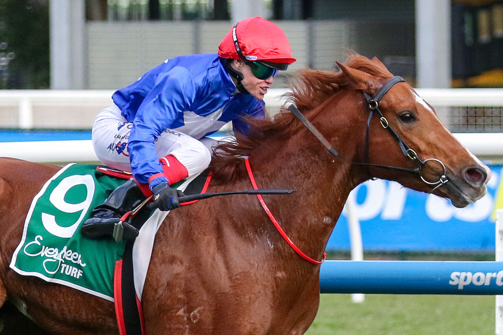 Jockey in blue silks and red helmet riding a chestnut horse during a race, green saddlecloth visible on the hindquarters.