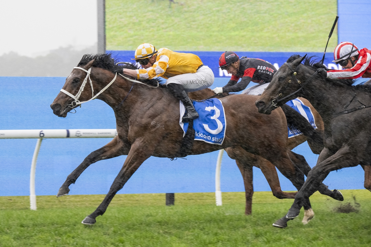 Leading brown horse wearing blue saddlecloth #3 with a yellow-silks rider pauses mid-gallop on a grassy turf, chasing rival racers behind.