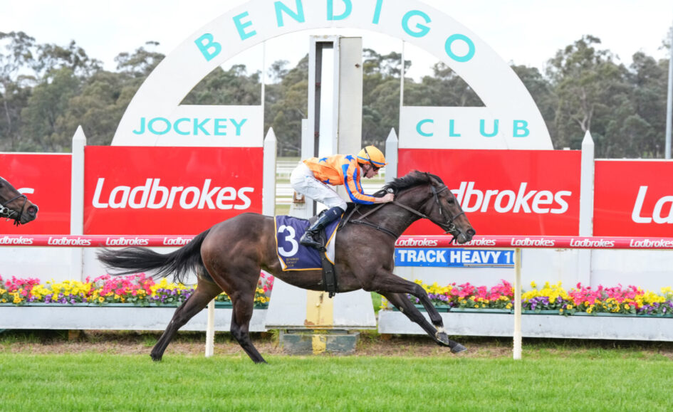 Jockey riding a dark horse speeding past red Ladbrokes banners at Bendigo Jockey Club racecourse archway in background, colorful floral barriers ahead