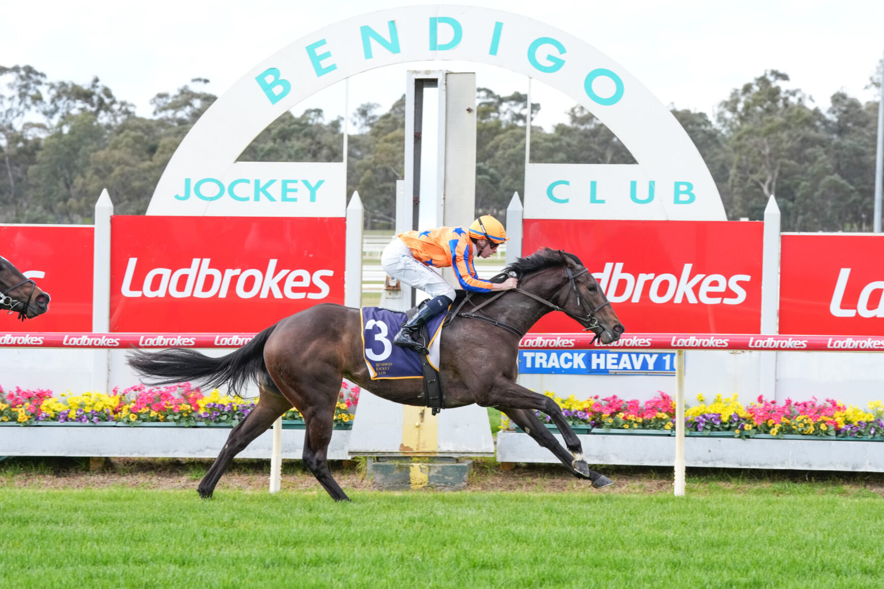 Jockey riding a dark horse speeding past red Ladbrokes banners at Bendigo Jockey Club racecourse archway in background, colorful floral barriers ahead