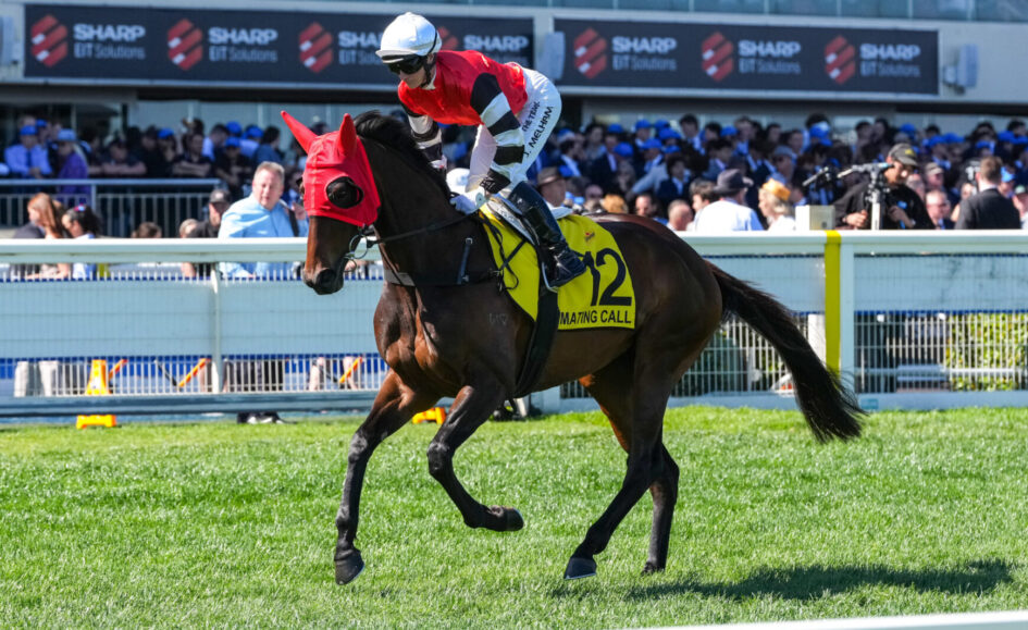 Jockey in red silks rides a dark horse (#12) on a sunny turf racetrack with a cheering crowd in the stands behind.