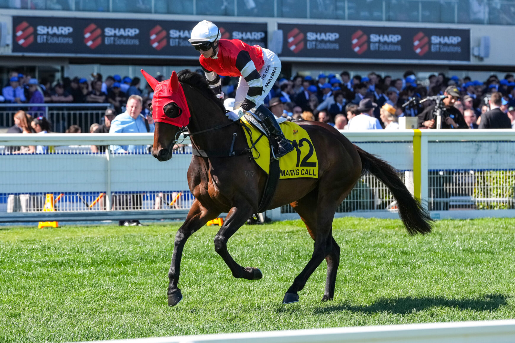 Jockey in red silks rides a dark horse (#12) on a sunny turf racetrack with a cheering crowd in the stands behind.